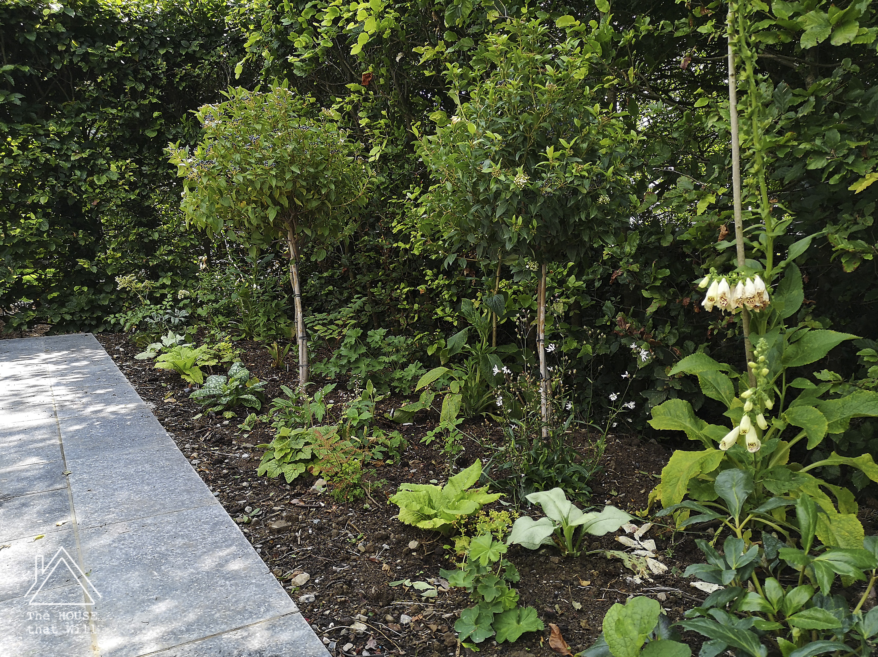 The House that Will │ Shaded Garden Planting - plants for a shady border