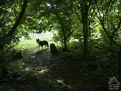 How to Grow a Woodland