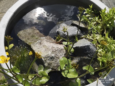 A Pond in a Pot