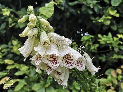 Plants for a Shady Garden